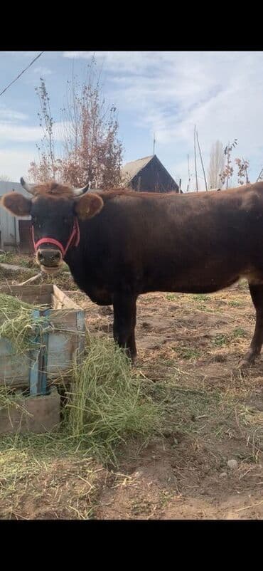 за сколько дней до отела корова наливает вымя: Продаю | Корова (самка) | Полукровка | Для молока | Нетель — 4