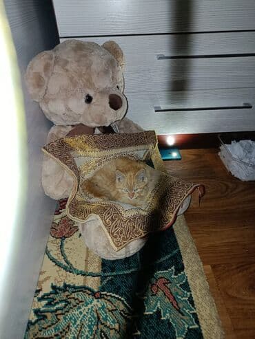 питомник кошек: Рыжий пушистый котёнок, нашли сегодня на улице, себе не можем — 5