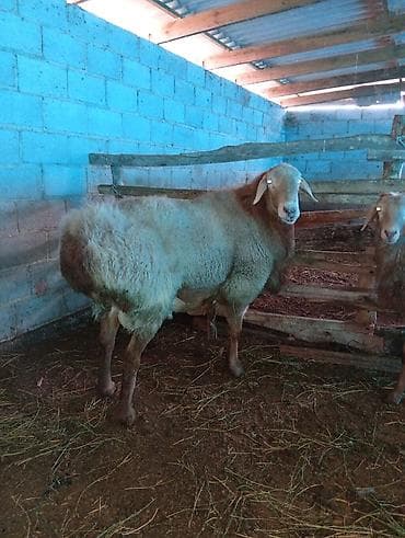 куриные ноги: Продаю | Баран (самец) | Для разведения | Племенные — 4