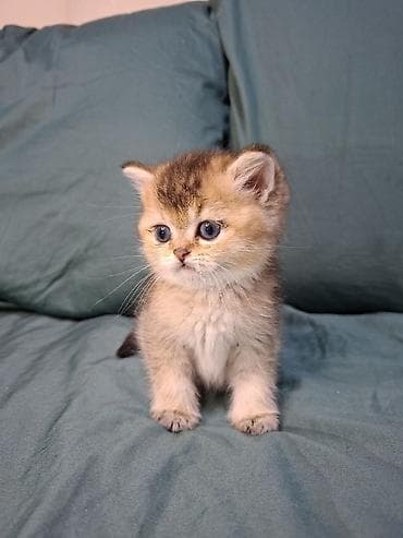 купить клетку для шиншиллы бу: 🐾 Открыто бронирование котят шотландской породы 🐾 Предлагаются к — 8