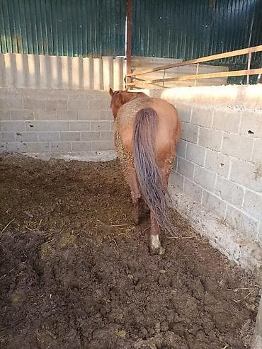 продаю конь: Продаю | Кобыла (самка) | Для разведения — 5