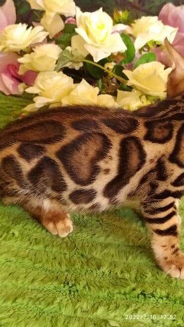 новорожденные котята: Бенгальская, 2 месяца, Мальчик — 18