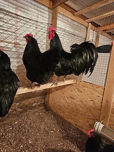 Зоотовары: Продаю | Куры | Для разведения — 4
