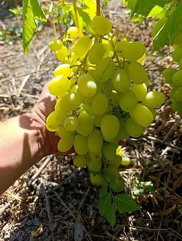 Дом и сад: Виноград Оптом — 2