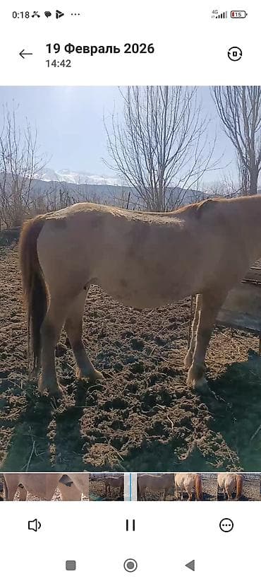 продаю баран сокулук: Сатам | Жылкы (эркек) | Аргын | Жумушка | Мерин — 4