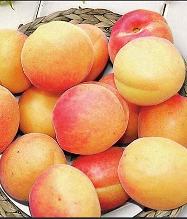 Продукты питания: Абрикосы — 1