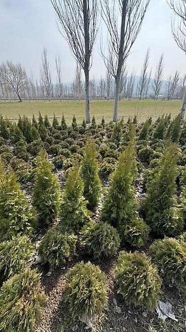 садовые гномы: Туи из Польши (разные формы) для ландшафтного озеленения Сорт — 1