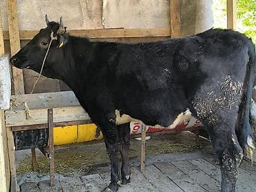 голова лошади: Продаю | Бык (самец) | Голштин | На откорм | Привязанные — 3