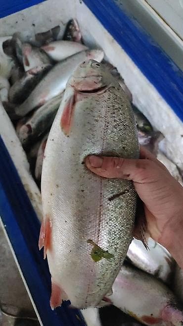 голубцы замороженные купить: Свежемороженная красная форель. - Целая рыба и стейки, аккуратно — 3