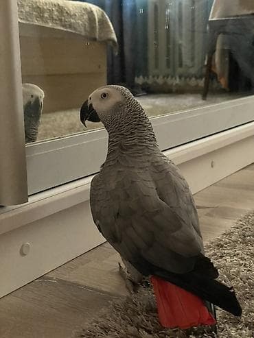 попугай говорящие: Попугай жако (серый африканский) — ручной,разговаривает, подражает — 2