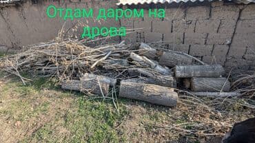 превосходные яблоки: Дрова Самовывоз — 1