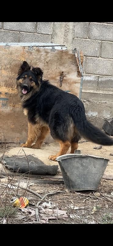 голубая немецкая овчарка купить: Немецкая овчарка, длинношёрстная, крупного формата. Окрас чёрно-рыжий — 4