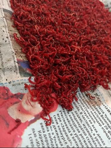 Мотыль Российский 100 сом 20 гр
Вотсап at lalafo.kg Мотыль Российский 100 сом 20 гр
Вотсап