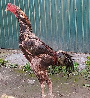 цыплята шамо: Продаю | Петух | Бойцовая | Для разведения — 2