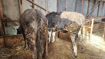 мал сатам: Сатам | Бука (эркек) | Аргын | Бордоп семиртүү үчүн | Байланган — 2