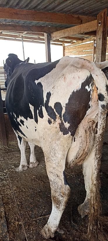 торпок токмаке: Продаю | Корова (самка) | Для молока | Привязанные — 3