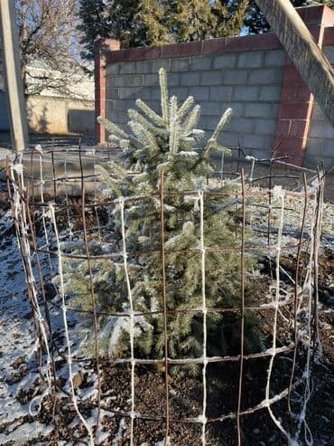 Саженцы деревьев: Ели