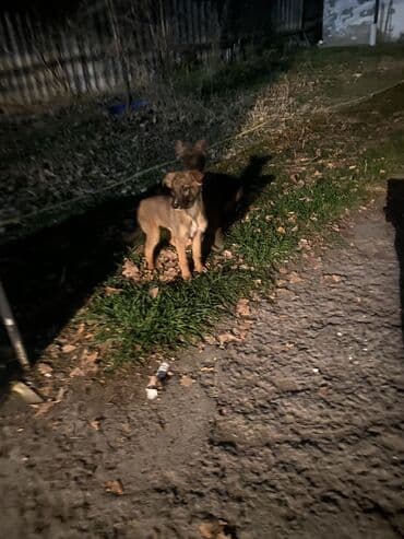 французский бульдог купить бишкек: Овчарка, 2 месяца, Самка — 1