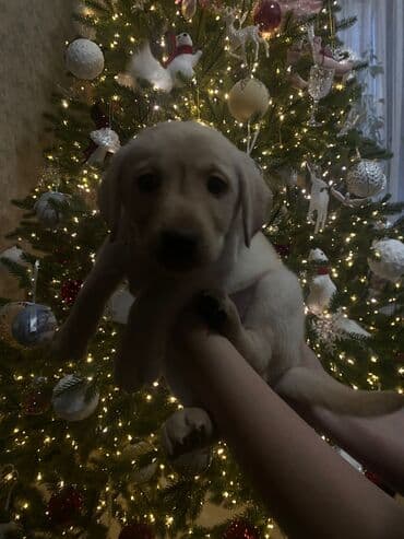 акустические системы teac колонка в виде собак: Лабрадор-ретривер, 1 месяц, Самка — 3