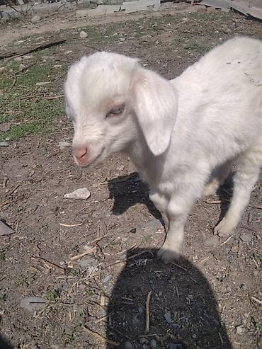 купить осла живого: Продаю | Козлёнок | Полукровка | Для разведения | Племенные — 9