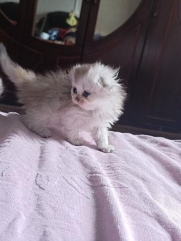 коты бенгальские: Шотландский котёнок окрас серебряная шиншила,фолд! - Шерсть: мягкая — 1