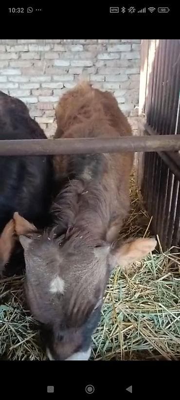 Ветеринар кызматы: Сатам | Музоо | Алатоолук | Көбөйтүү үчүн — 2