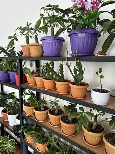 домашние растения: Комнатные растения в горшках — коллекция для дома и офиса. В — 7