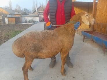 купить восточно европейскую овчарку: Продаю | Овца (самка) | Арашан | Для разведения | Матка — 12