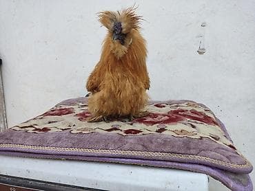 породистые котята бишкек: Продается молодой петушок породы китайский шелковый. писать только на — 3