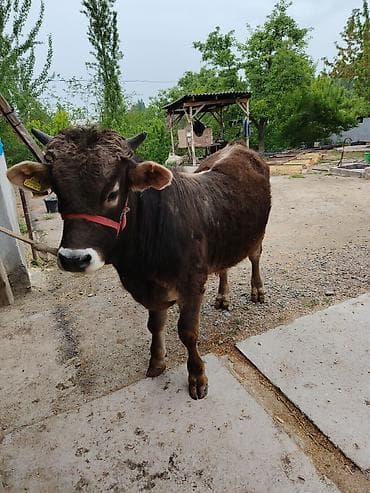куплю козу на мясо: Продаю | Бык (самец) | На откорм — 1