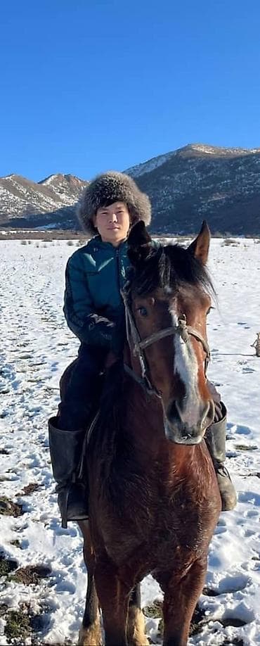 китайская хохлатая собака: Продаю | Жеребец | Рабочий — 10