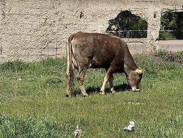 алатауская корова: Продаю | Корова (самка) | Алатауская | Для молока | Привязанные — 2