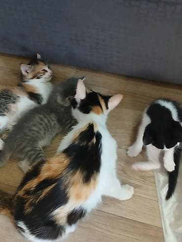 кошка домик: 1 месяц, Девочка, Белый — 2