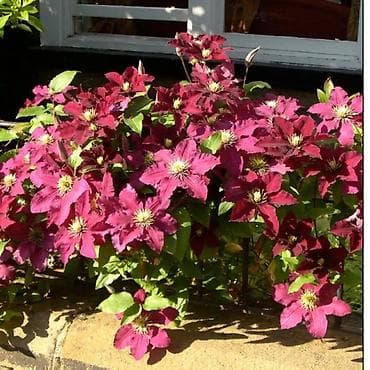 куплю малина: Клематисы — саженцы в горшках (контейнерная рассада) - Многолетние — 1