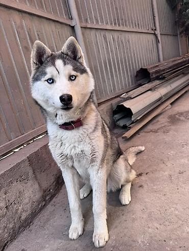 звонок собака фото: Хаски, 7 месяцев, Самка, С прививкой — 6