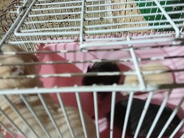 4 5мм: Сирийские хомяки 8 шт. Если забираете всех, то по 150 сом — 2