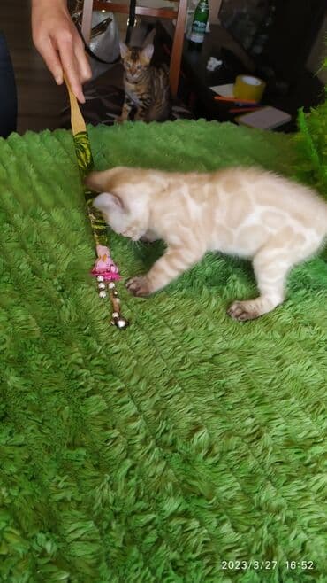 новорожденные котята: Друзья!! Проф питомник Бен Гла Мур Предлагает Шикарных элитных — 28