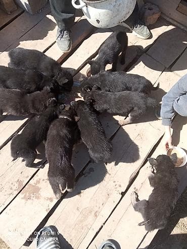 Восточноевропейская овчарка, 2 месяца, Самка