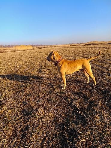 Огресий нету добрый полтара года обмен тоже есть at lalafo.kg Огресий нету добрый полтара года обмен тоже есть