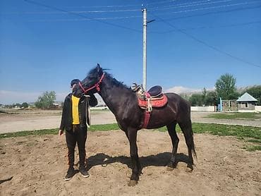 немецкий овчарка: Продаю | Конь (самец) | Рабочий — 1