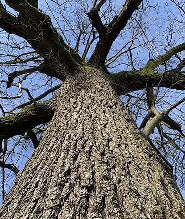 Дрова Орех, Самовывоз