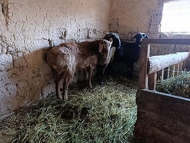 швец корова: Продаю | Овца (самка) — 2