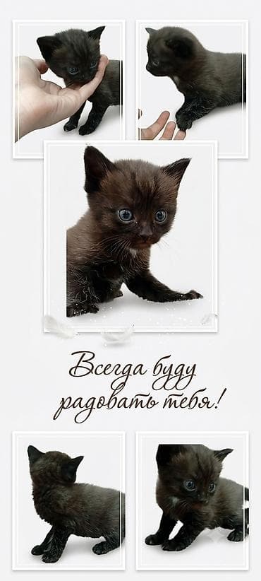 балыкчы мышык: Ищет дом маленький комочек счастья и безусловной любви! 🐾✨(маленький — 1