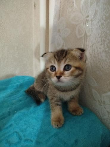Животные: Котята шотландской породы, короткошёрстные, домашнего выращивания — 7