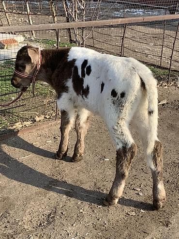 А/ч жаныбарлары үчүн тоюттар: Сатам | Музоо | Бордоп семиртүү үчүн — 2
