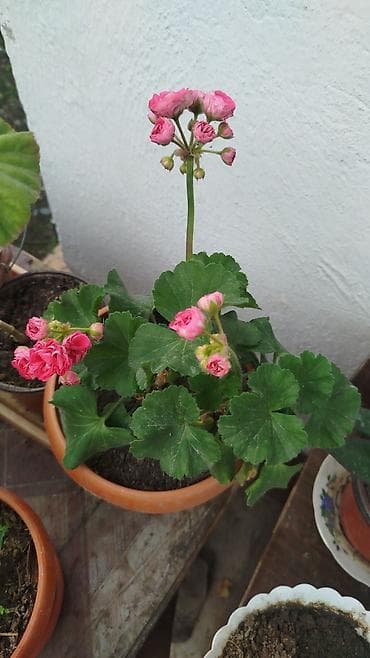 фикус триангулярис: Рассада и комнатные растения в горшках Предлагаются: - — 6