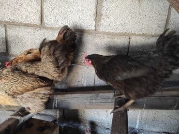 куры доминанты: Продаю | Петух, Куры | Домашняя | На забой, Несушки, Для разведения — 4