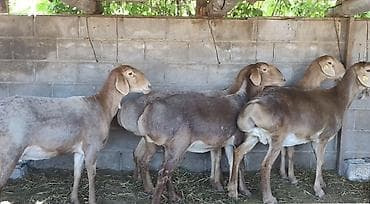 натуральный мёд: Продаю | Овца (самка) | Арашан | Для разведения | Матка — 2
