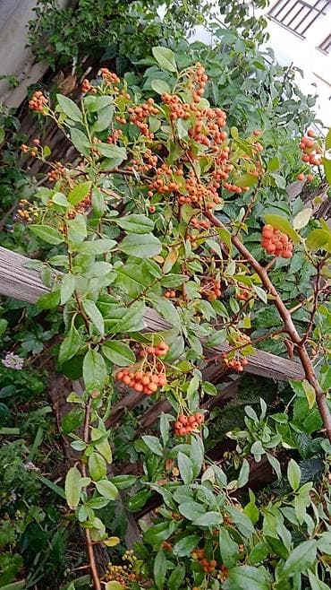 купить гибискус: Гибискус сирийский (Hibiscus syriacus) с крупными белыми цветками и — 7