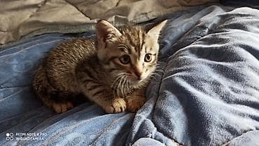отдам котят в хорошие руки бишкек: Котята-домоседы, помёт от домашней кошки. На выбор несколько малышей — 2